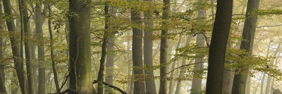 Herbstlicher Buchen-Eichen-Mischwald • © Naturstiftung David, Verein „Hohe Schrecke – Alter Wald mit Zukunft“, Bildautor: Thomas Stephan